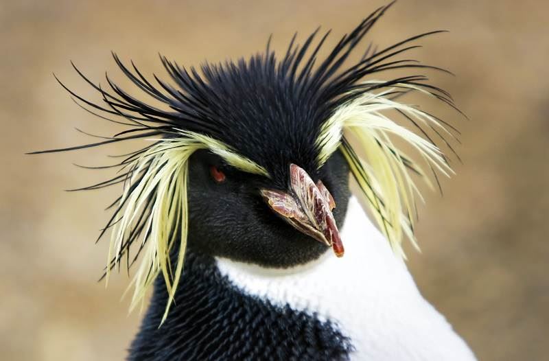 Read more about IBM takes another step in mainframe evolution blog post